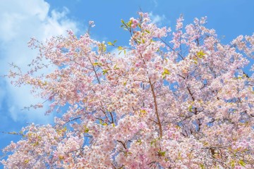 しだれ桜　Japanese weeping cherry blossoms
