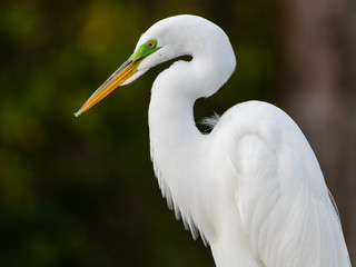 great egret