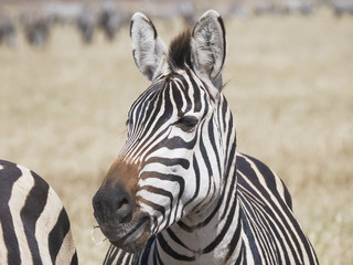 Fototapeta na wymiar close shot of a zebra feeding at a wildlife reserve in tanzania