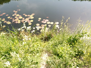 Obraz na płótnie Canvas wild flowers in the water