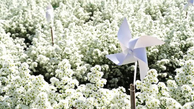White paper windmill is spinning on beautiful soft blurred white cutter aster flower field background,many bees are flying surrounding in the garden.