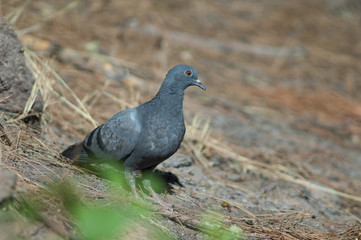 Rock dove Columba livia canariensis. Las Brujas Mountain. Integral Natural Reserve of Inagua. Tejeda. Gran Canaria. Canary Islands. Spain.