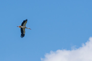 Ein Storch am Himmel 