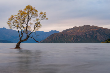 That Wanaka Tree, Wanaka, South Island, New Zealand