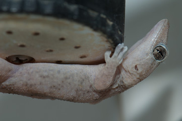Boettger's wall gecko Tarentola boettgeri in a shower head. Cruz de Pajonales. Tejeda. Gran Canaria. Canary Islands. Spain.