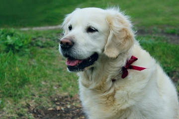 Golden retriever sitting on green grass and looking to the side. Pets, animals conceprt.