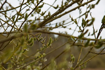 Spring untangled buds. Spring has come.