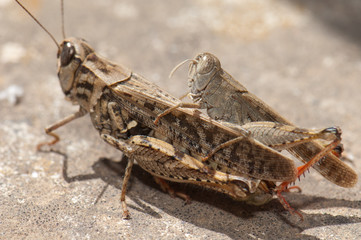 Canarian grasshoppers Calliptamus plebeius copulating. Cruz de Pajonales. Integral Natural Reserve of Inagua. Tejeda. Gran Canaria. Canary Islands. Spain.