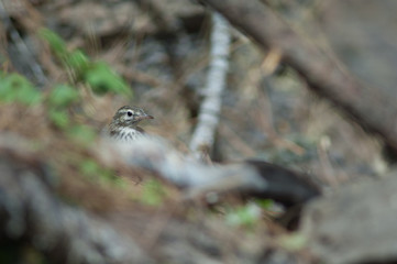 Berthelot's pipit Anthus berthelotii showing only its head. Las Brujas Mountain. Integral Natural Reserve of Inagua. Tejeda. Gran Canaria. Canary Islands. Spain.
