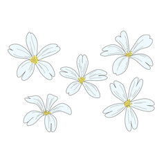 Phlox awl contour drawing. Set of hand-drawn minimalist spring flowers. Vector sketch line art illustration isolated on white background. Design for banner, fabric, poster, print template.