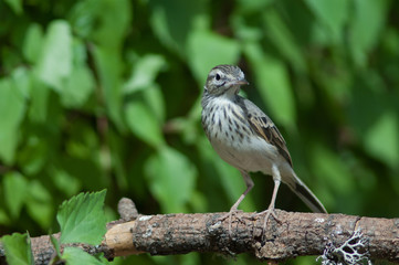 Berthelot's pipit Anthus berthelotii on a branch. Las Brujas Mountain. Integral Natural Reserve of Inagua. Tejeda. Gran Canaria. Canary Islands. Spain.