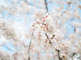 満開の桜