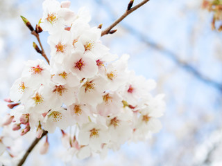 満開の桜
