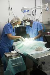 Proffesional veterinarians in uniform doing operation
