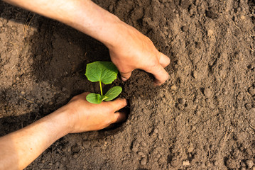 Men's hands plant cucumber seedlings in a greenhouse..