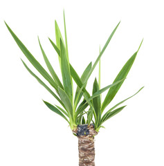 Green Yucca plant isolated on white background   