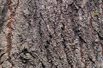 Dark bark linden tree texture background