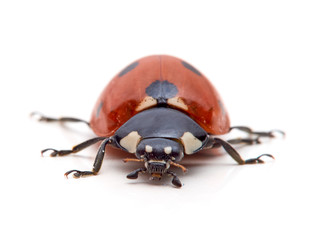 Seven spot ladybird in a white background. Macro photography. Coccinella septempunctata.