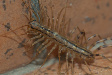 House centipede Scutigera coleoptrata. Cruz de Pajonales. Tejeda. Gran Canaria. Canary Islands. Spain.