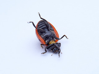 Seven spot ladybird in a white background. Macro photography. Coccinella septempunctata.