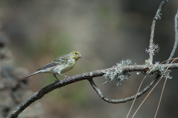 Atlantic canary Serinus canaria on a branch. Las Brujas Mountain. Integral Natural Reserve of Inagua. Tejeda. Gran Canaria. Canary Islands. Spain.