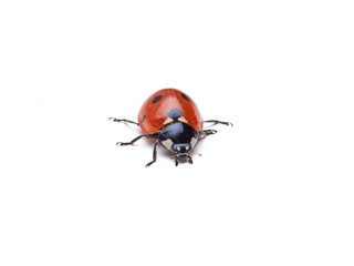 Seven spot ladybird in a white background. Macro photography. Coccinella septempunctata.