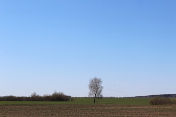 Fototapeta na wymiar One tree without leaves stands in the middle of a field