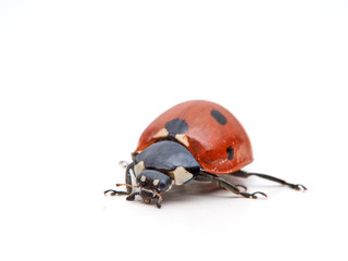 Seven spot ladybird in a white background. Macro photography. Coccinella septempunctata.