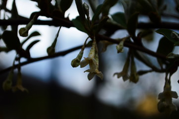 Soft macro focus delicate small flowers of Elaeagnus umbellata. Spring miracle of this blooming plant. Selective focus. Nature concept for design