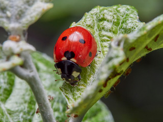 OLYMPUS DIGSeven spot ladybird hunting aphid on a plant. Macro photography. Coccinella septempunctata.ITAL CAMERA