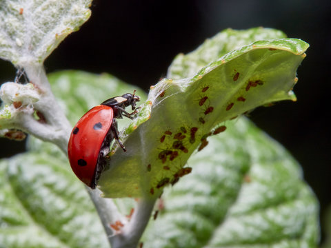 OLYMPUS DIGSeven spot ladybird hunting aphid on a plant. Macro photography. Coccinella septempunctata.ITAL CAMERA