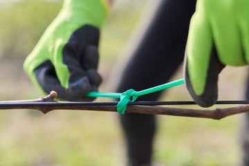 Fototapeta na wymiar Hands of gardener tying vine with tape to the support, closeup