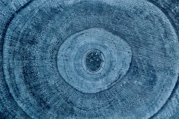 Wood texture background. Tree trunk cross-section. Trendy blue color 2020