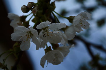 photo of blossoming tree brunch with white flowers on grange dark blue background
