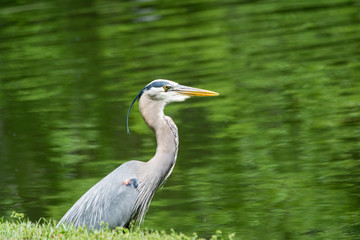 Great Blue Heron beside green water