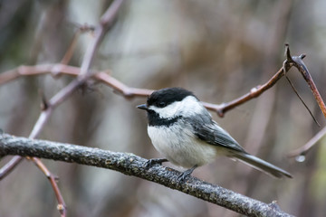 Chickadee on branch