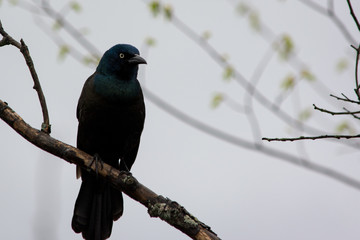 Grackle on branch with foggy background