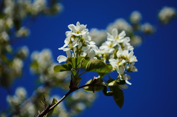 View of Frosted Serviceberry (Amelanchier spicata) flowers after a frosty spring night frost. Berry harvest loss.
