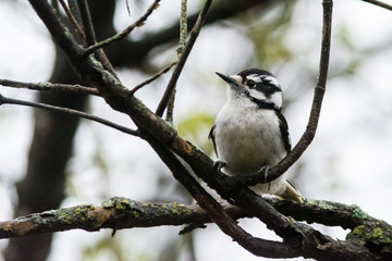 Downy woodpecker in a tree