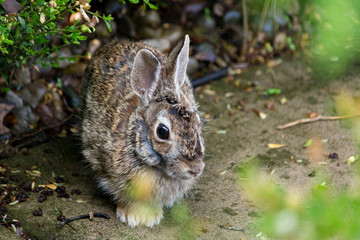 Frazzled rabbit inside some bushes