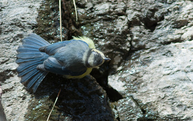 African blue tit Cyanistes teneriffae hedwigii drinking water. Las Brujas Mountain. Integral Natural Reserve of Inagua. Tejeda. Gran Canaria. Canary Islands. Spain.