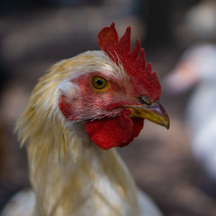 Rooster's head turning to right side
