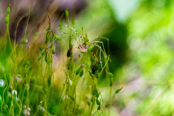 Spider crawls across some moss