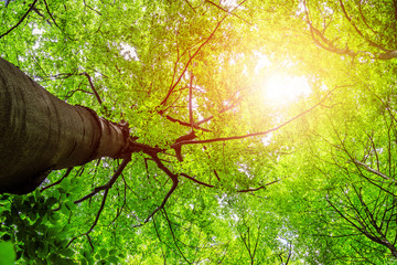 Impressive trees in the forest. Fresh green, spring time. Bottom view.