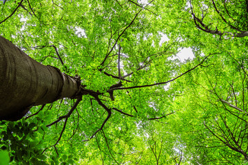Fototapeta premium Impressive trees in the forest. Fresh green, spring time. Bottom view.