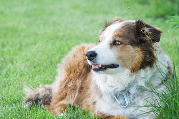 furry dog sittting on grass