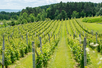 Fototapeta na wymiar Rows of grapevines at vineyard