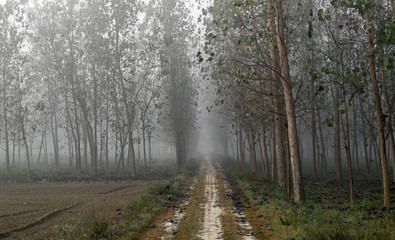 Road In Forest During Winter