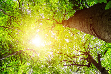 Fototapeta na wymiar Impressive trees in the forest. Fresh green, spring time. Bottom view.