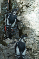 Great spotted woodpeckers Dendrocopos major thanneri drinking water. Las Brujas Mountain. Integral Natural Reserve of Inagua. Tejeda. Gran Canaria. Canary Islands. Spain.